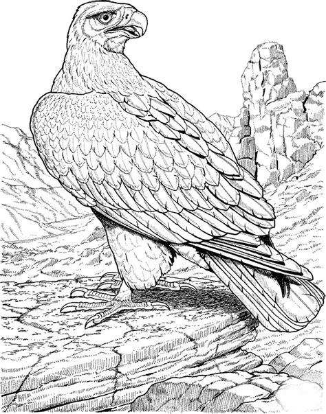 Golden Eagle Coloring Pages To Download And Print For Free