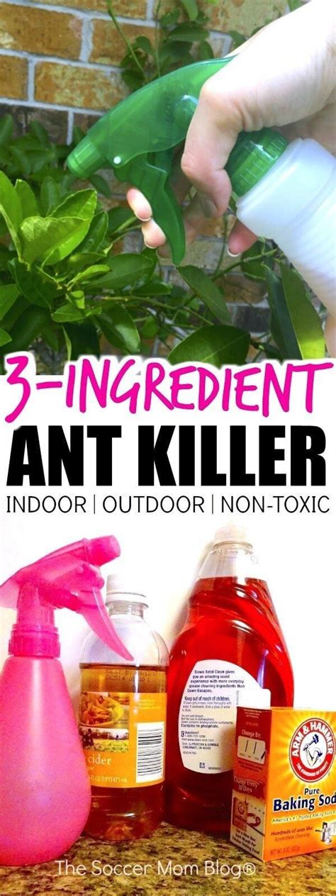 Diy Ant Spray Killer : Natural Homemade Insect Sprays and Traps / 1000 ...