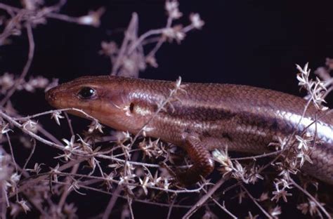 Florida Skink Lizard Stock Photos, Pictures & Royalty-Free Images - iStock