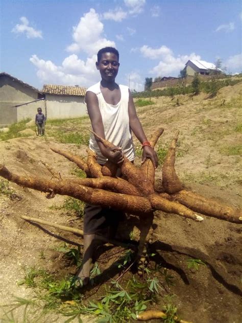 Increasing Rwanda’s Cassava Production