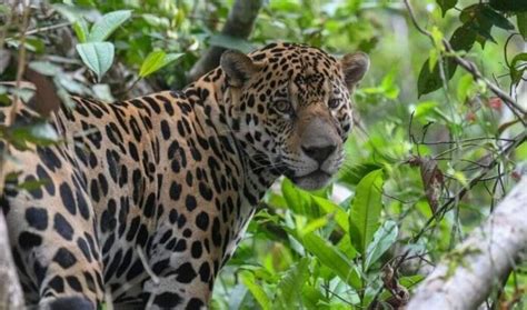 Video Denuncian Ambientalistas Muerte De Otro Jaguar En Carretera A