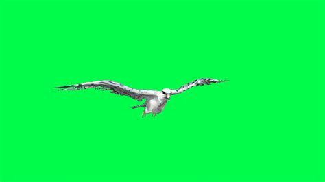 Falcon Gliding Flapping D Animation Of Stock Motion Graphics Sbv