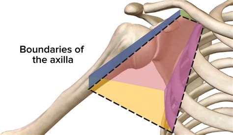 Axilla Anatomy Diagram