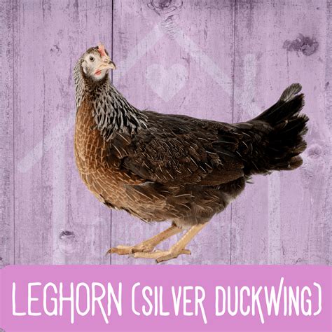 Silver Duckwing Leghorn 2026 Chickens To Your Door