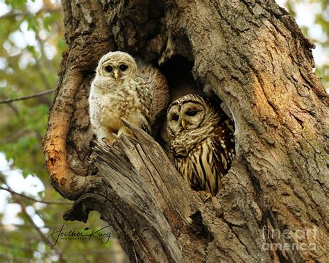 Mom And Her Baby Owl Photograph By Heather King Pixels