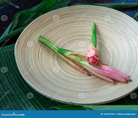 Bunga Kantan Known As Torch Ginger Flower With Scientific Name