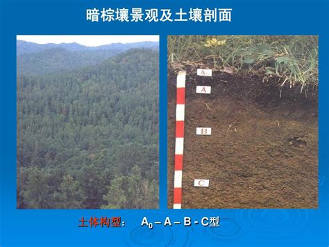 四川主要土壤类型word文档在线阅读与下载无忧文档