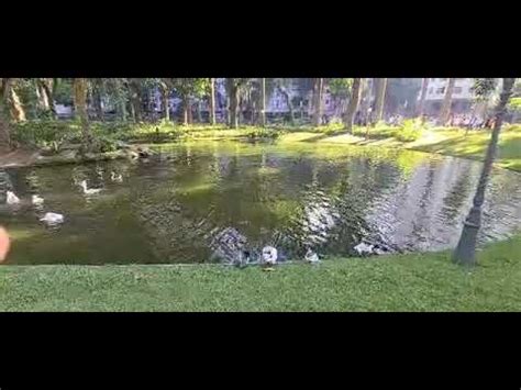 Patos No Lago Do Museu Da Republica Antiga Sede Do Governo Federal Onde