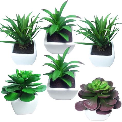 Plantas Decorativas