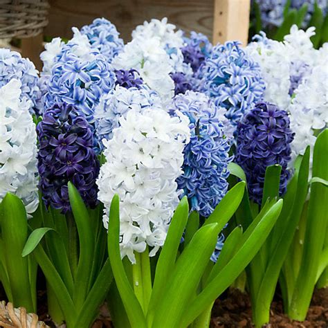 Hyacinth Bulbs | Shop 10 Varieties | Eden Brothers