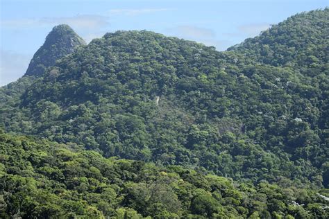 Projeto da Fiocruz vai restaurar no Rio de Janeiro área da Mata