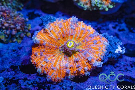 Rainbow Bounce Ricordea Yuma Mushroom Queen City Corals