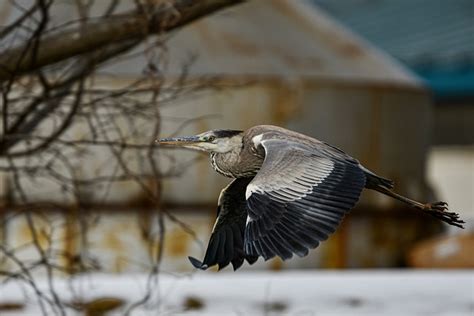 Gray Heron Bird Flying - Free photo on Pixabay