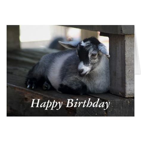 Goat Birthday Card | Zazzle