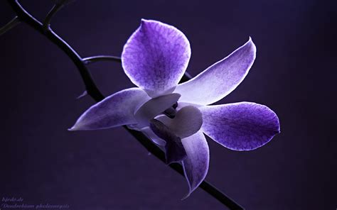 Black Orchid Wallpapers Top Free Black Orchid Backgrounds