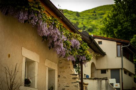 Fondos De Pantalla Fotograf A Al Aire Libre Rboles Flores