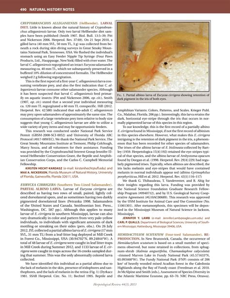 PDF EURYCEA CIRRIGERA Southern Two Lined Salamander PARTIAL ALBINO