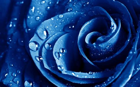 Blue Rose Wallpaper HD PixelsTalk Net