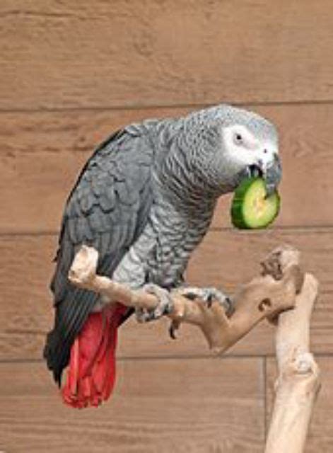 African Grey Diet And Cage Parrot Hub