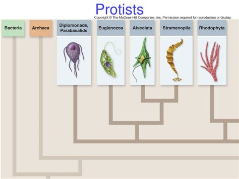 Ppt Protists Powerpoint Presentation Free Download Id6773757