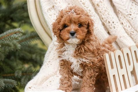 Everett Cavapoo Puppy For Sale Near South Bend Michiana Indiana