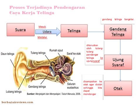 Bagian Bagian Telinga Dan Fungsinya Berbagi Informasi