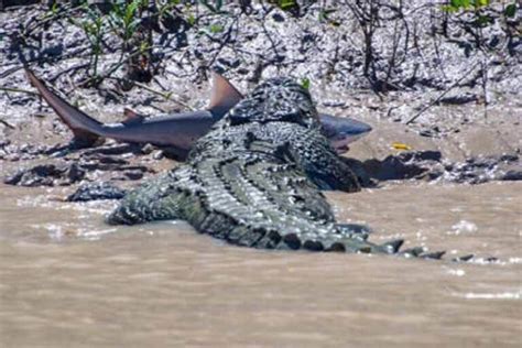 Top 20 Largest Crocodiles In The World Depth World