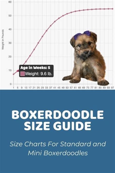 Yorkipoo Size Chart for Standard and Small Yorkipoos