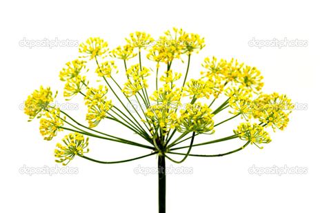 Fresh dill flowers — Stock Photo © kzwwsko #37329497