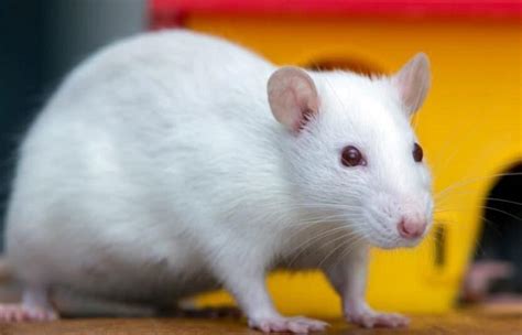 The "Dumbo Rat" Breeds: A Complete Guide to the Adorable Dumbo-Eared Rats - MustPets.Com