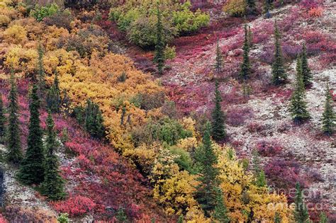 Autumn Fall Color Taiga Boreal Forest In Alaska Fc9183 Photograph