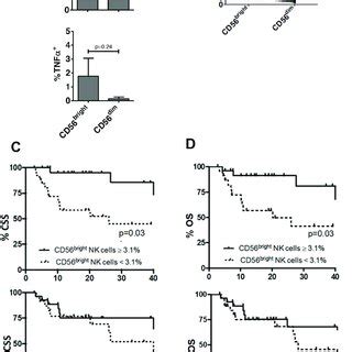 NK Cells Predominate Among Bladder Intratumoral Lymphocytes A