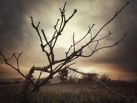 Premium Photo Bare Trees On Field At Sunset