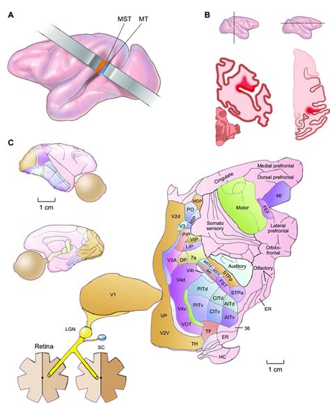 Anatomical Location Of The Medial Superior Temporal Cortex Mst And