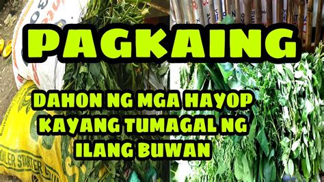 Sakong Kangkong Pagkain Ng Pabo At Mga Hayop Na Kayang Tumagal Ng