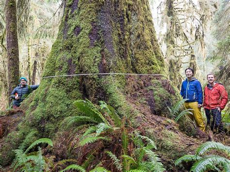 Massive Near Record Sitka Spruce Tree Found On Vancouver Island Vancouver Sun