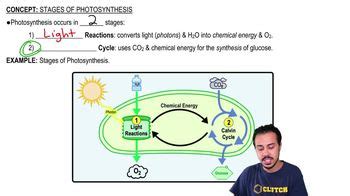 Two Stages Of Photosynthesis