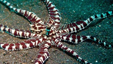 Mimic Octopus | Brilliant Behavior - Our Breathing Planet