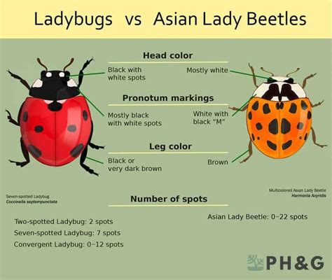 Ladybugs vs Asian Beetles [4 Main Differences] | Pepper's Home & Garden ...