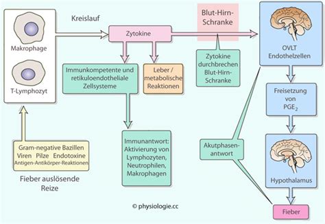 Physiologie Funktion W Rmehaushalt