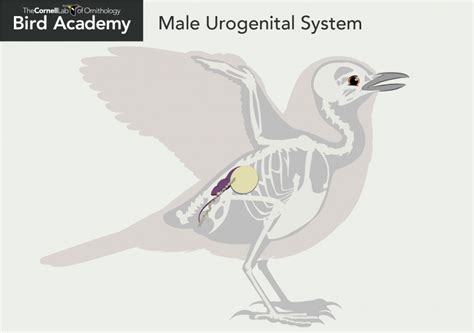 All About Bird Anatomy Bird Academy • The Cornell Lab