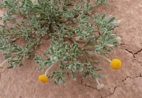 Brocchia Cinerea Plant Biodiversity Of South Western Morocco