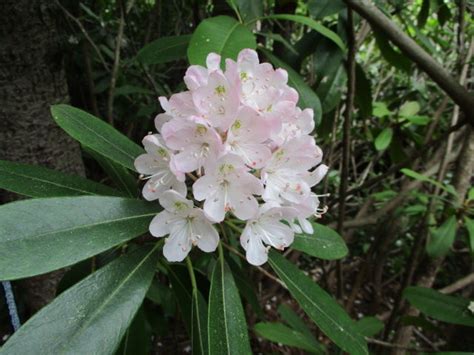 Rhododendron Bloom Report July 25 2017 NH State Parks