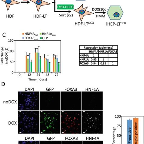 Robust Coordinated Induction Of Hnf A Hnf A Foxa And Gfp