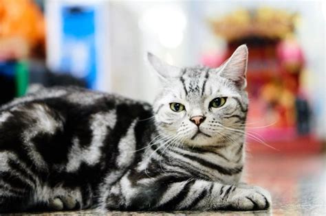 7 Best Cat Breeds For Apartments - Wise Kitten