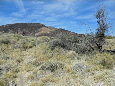 Birding Around Las Vegas Shoshone Aqua Birding Trail