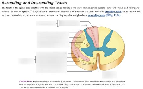 Ascending and Descending Tracts Diagram Diagram | Quizlet