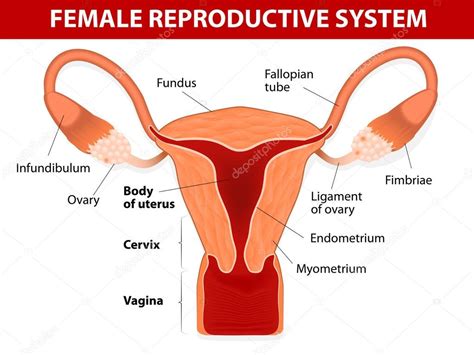 Female Reproductive System — Stock Vector © Edesignua 36935867