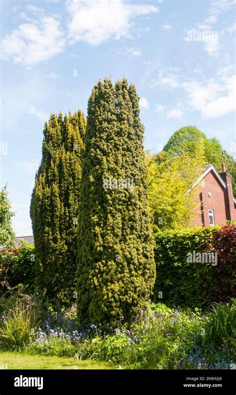 Yew Taxus Baccata Fastigiata And Fastigiata Aureomarginata Also Called Irish Yew Both Are