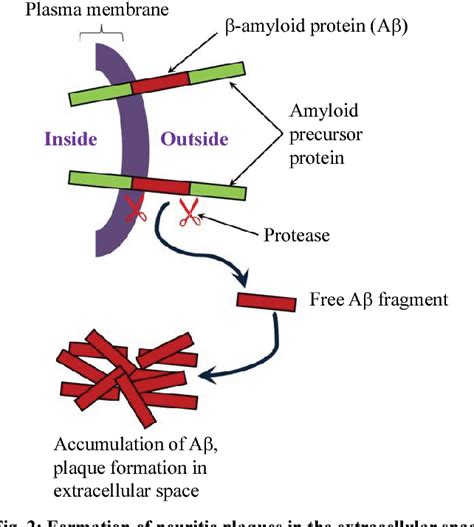 Pdf Pathogenesis Of Alzheimer S Disease Role Of Amyloid Beta And